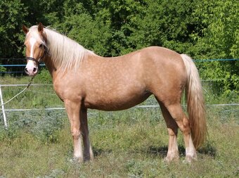 Klisna welsh cob 9 let - 2
