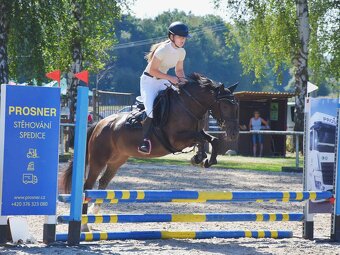 Sportovní pony kobylka parkur/drezura - 2