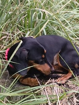 Jezevčík krátkosrstý - 2