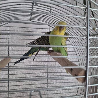 Andulky volny odchov - 2