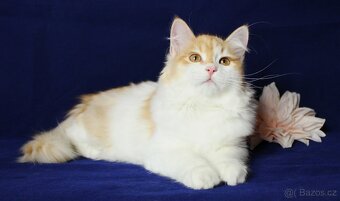 Sibiřská kočka - 2