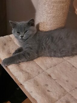 poslední britské kotě bez PP. - 2