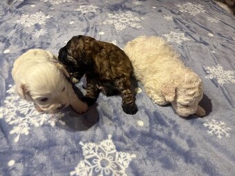 Boloňský psík bez PP - 2