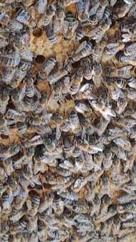 Vceli oddelky jaro 2026 - 2