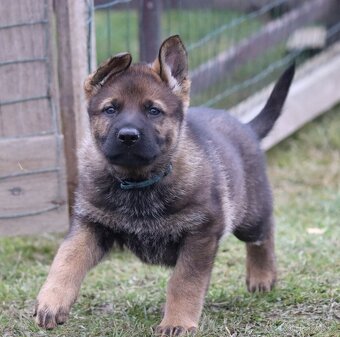 Německý ovčák s PP - 2