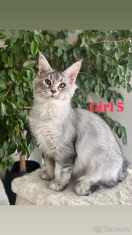 Mainská mývalí s PP - 2