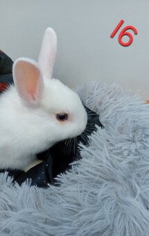 Zakrsli kralicci - 2