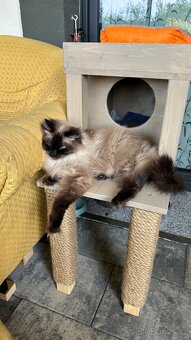 kocour Ragdoll - 2