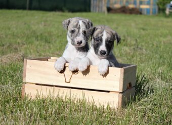 Whippet s PP - 2