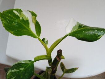 PHILODENDRON BÍLÍ ČARODĚJ - 2