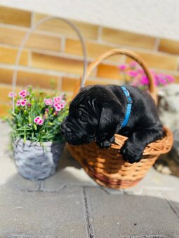 Cane Corso - 2