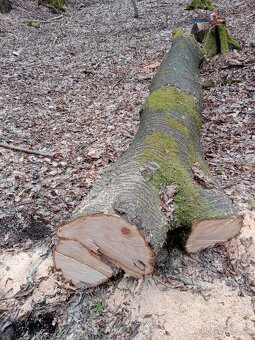 Prodám třešeň kulatinu průměr 70 cm - 2