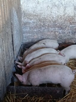 Prodám selata sele vepř prase prasata - 2