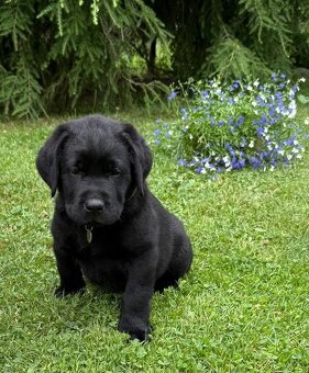 Labrador , Labradorský retriever s PP - 2