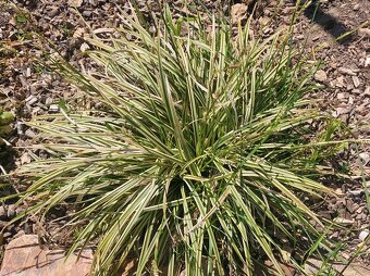 Ostřice japonská - 2