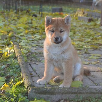 Shiba inu s PP /FCI / - 2