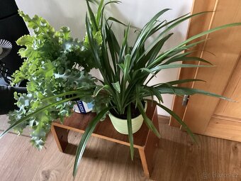 Kapradi, Zelenec - 2