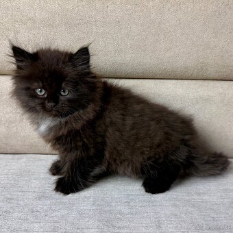 Sibiřská kočka -holčička Noella s PP - 2