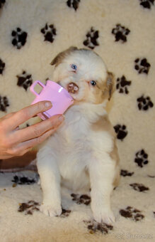 Australský ovčák s PP Deyna - 2