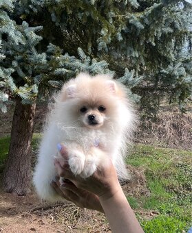 Pomeranian - 2
