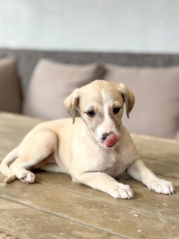 Whippet s PP - 2