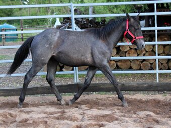 APH black roan po PG Gunpowder - 2
