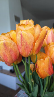 vysoké tulipány - žluté s růž. líčkem - 2
