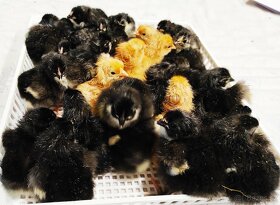 Násadová vejce a kuřátka Australka - 2