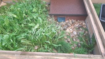 Suchozemská želva zelenavá možno i terárium - 2