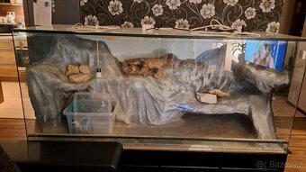Terarium pro plazy - 2