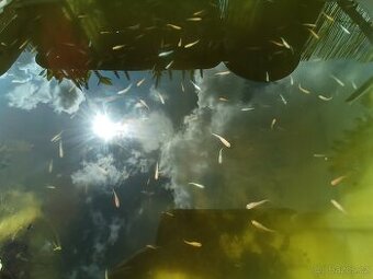 Medaka japonská,Oryzias latipes, Rýžová ryba - 2