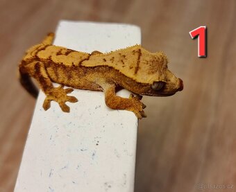 Pagekon řasnatý - 2