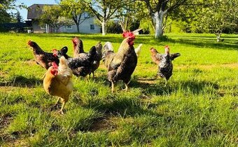 První jarní prodej kuřic 28.2.26 Hodkovice n. Mohelkou - 2