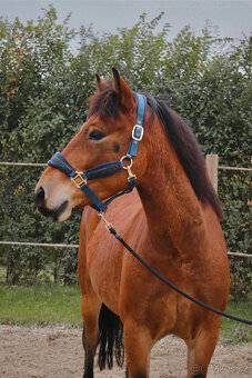 Prodám valacha Fjord x Hafling - 2