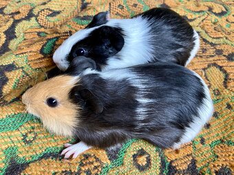 Morčátka - dvě samičky - 2