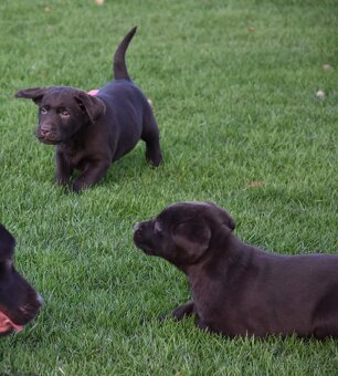 Labradorsky retrivr čistokrevný - 2