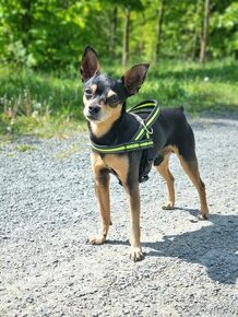 HLEDÁME NEVĚSTU - 2