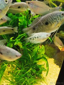 Čichavci modrý,perleťový,zlaty - 2