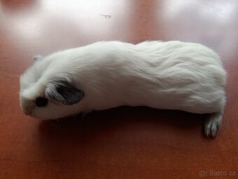 Morče morčata Cuy samec a samice - 2