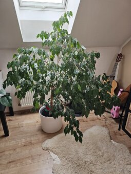 Ficus Benjamin - 2