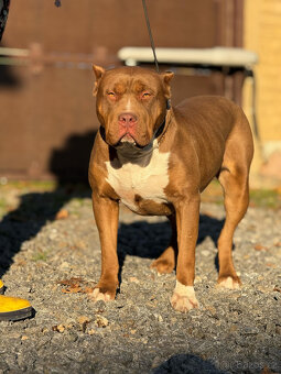 American bully XL - krásná miminka - 2