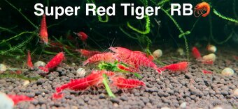 TOP AKVA KREVETKY PREMIUM Caridina a Neocaridina - Odchovy - 2