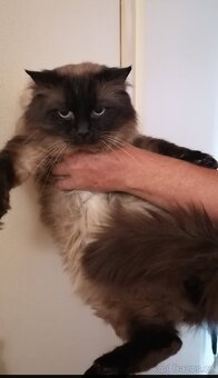 Ragdoll kotatka - 2