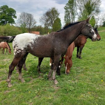 Appaloosa - 2