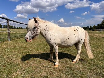Prodám tříletou klisnu minihorse - 2
