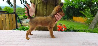 Rusky toy dlouhosrsty/civava/ prazsky krysarik - 2
