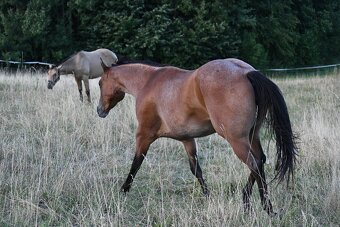 Quarter horse klisna - 2