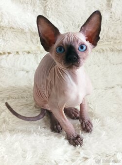 Kanadský sphynx - 2