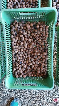 Vlašské ořechy - 2