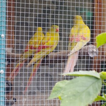 Papoušek horský pastel - 2